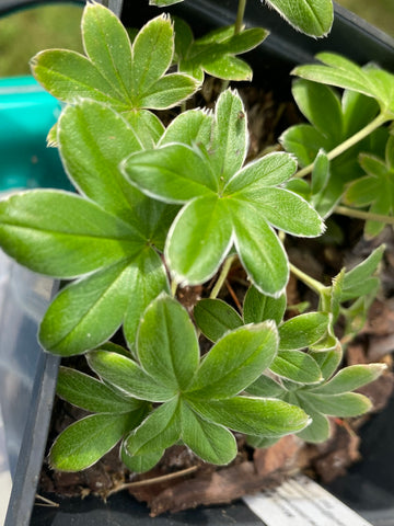 Image of Alchemilla conjuncta - Silver Lady's Mantle