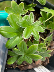 Image of Alchemilla conjuncta - Silver Lady's Mantle