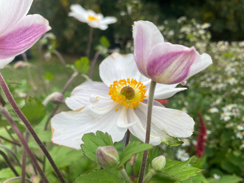 Image of Anemone DAINTY SWAN (‘Macane005’) PBR