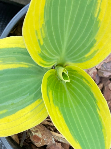 Image of Hosta ‘Autumn Frost’ (Shadowland Series)