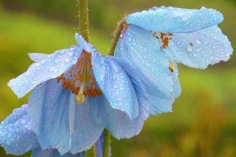 Image of Meconopsis baileyi syn. M. betonicifolia - Himalayan blue poppy
