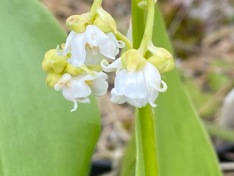 lily of the valley flower breaking bad Convallaria majalis 'Prolificans'
