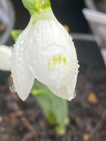 Image of Galanthus ‘Snow Fox’