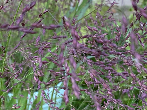 Image of Panicum virgatum 'Warrior' - Switch grass variety