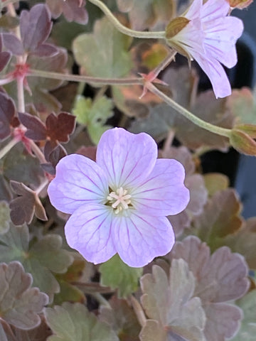 Image of Geranium ‘Dusky Rose’