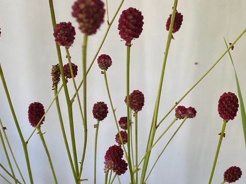 Image of Sanguisorba ‘Tanna’