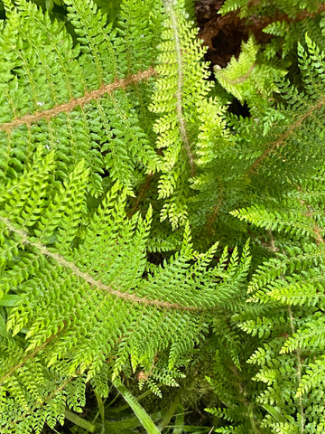 Image of Polystichum setiferum (Divisilobum Group) ‘Herrenhausen’
