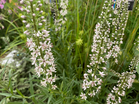 Image of Lysimachia ephemerum [AGM] - Willlow-leaved loosestrife