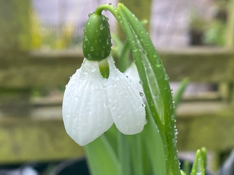 Image of Galanthus elwesii ‘Beluga’