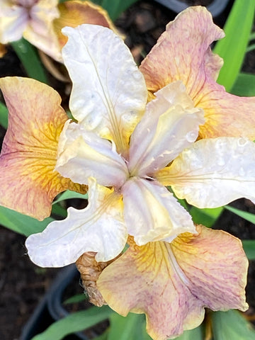 Image of Iris ‘Colonel Mustard’ (Sib)