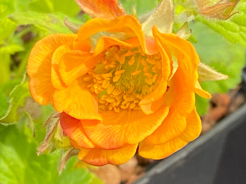 Image of Geum ‘Tempo Orange’