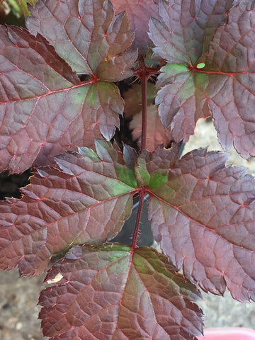 Astilbe 'Beauty of Ernst' (x arendsii) syn A. 'Color Flash' – Moore and ...