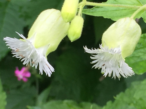 Silene fimbriata