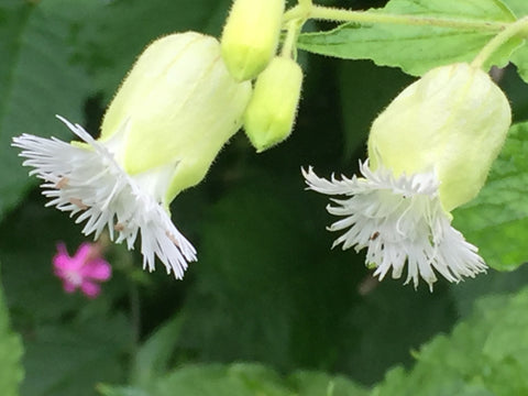 Image of Silene fimbriata - Fringed campion