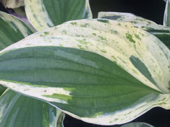 Image of Hosta 'Independence' - Plantain lily variety