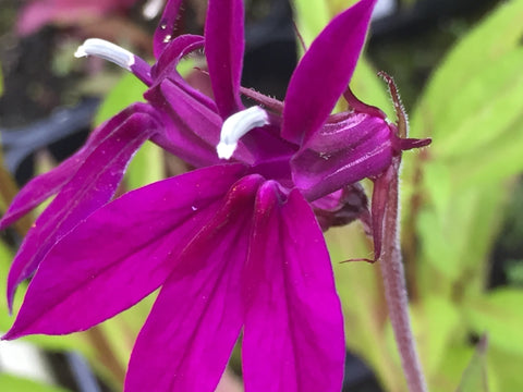 Image of Lobelia x speciosa 'Hadspen Purple' (PBR)