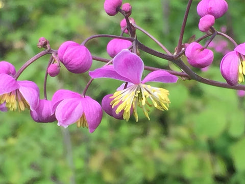 Image of Thalictrum SPLENDIDE ('Fr21034')