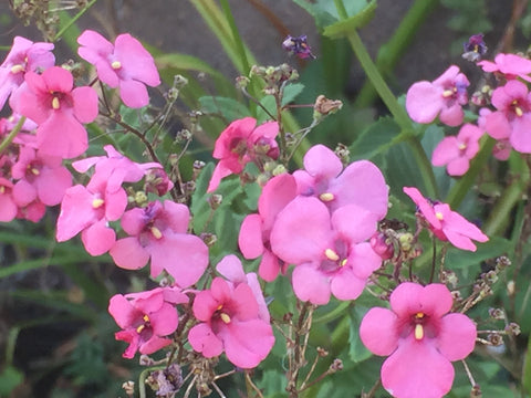 Image of Diascia personata