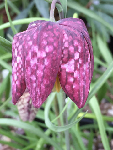 Image of Fritillaria meleagris [AGM] - Snake's head fritillary, Chequered Daffodil