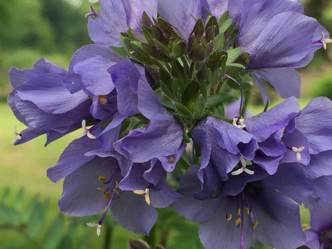 Image of Polemonium yezoense var. hidakanum 'Purple Rain' - Jacob's Ladder variety