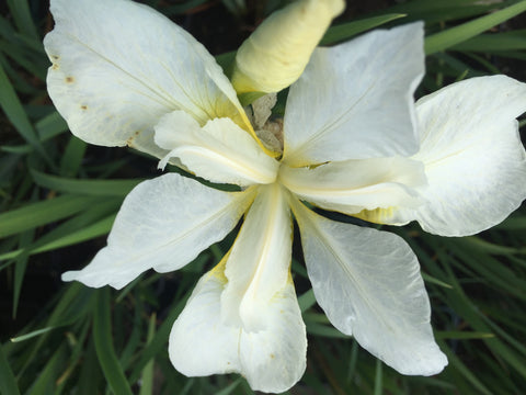 Image of Iris 'White Swirl' (Sib) - Siberian iris variety