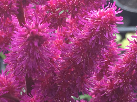 Image of Astilbe chinensis 'Vision in Red' (PBR)