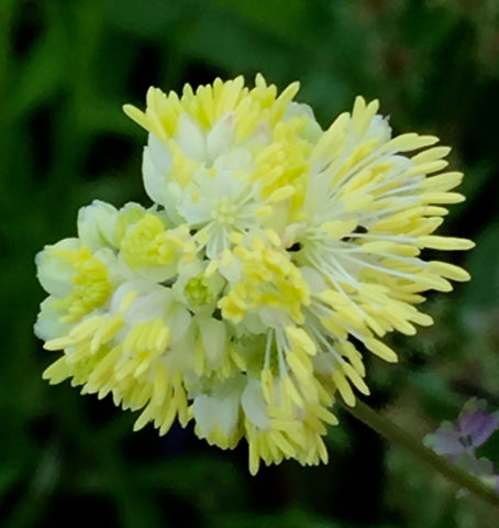 Image of Thalictrum flavum subsp. glaucum [AGM] - Glaucous-leaved yellow meadow rue