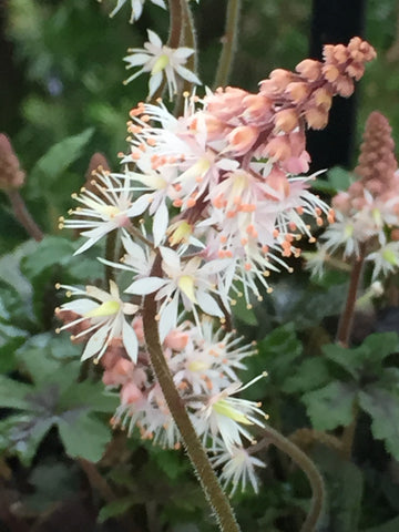 Image of Tiarella 'Spring Symphony' (PBR) - Foam flower variety