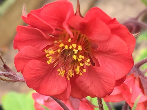 Image of Geum 'Flames of Passion' (PBR)