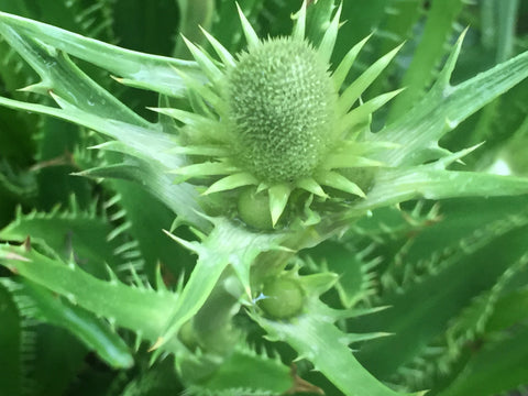 Image of Eryngium agavifolium - Agave-leaved sea holly