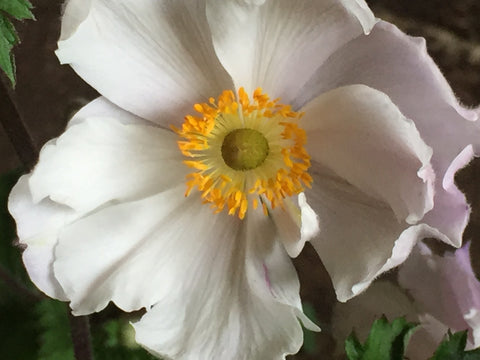 Image of Anemone 'Dreaming Swan' - Wind flower variety