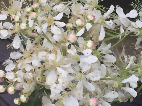 Image of Filipendula vulgaris syn. hexapetala - Dropwort, Lady's Ruffles