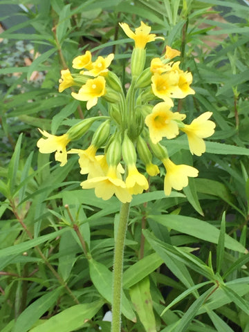 Image of Primula elatior [AGM] - Oxlip, Great cowslip