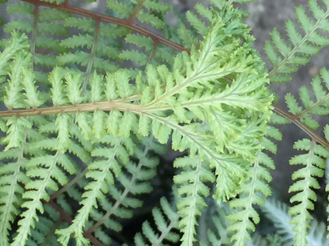 Image of Athyrium 'Ocean's Fury'