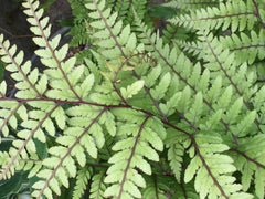 Image of Athyrium otophorum var. okanum [AGM] - Eared lady fern, Auriculate lady fern