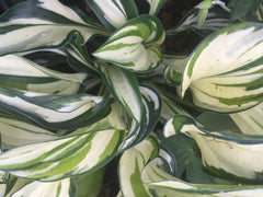Image of Hosta 'Fireworks' [AGM] - Plantain lily variety