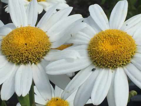 Image of Leucanthemum x superbum 'Snow Lady' - Shasta daisy variety