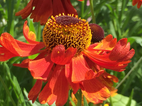 Image of Helenium 'Moerheim Beauty' [AGM] - Sneezeweed variety