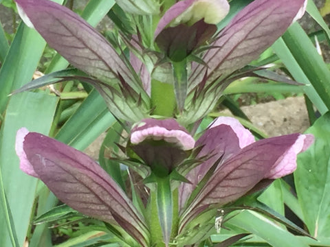 Image of Acanthus spinosus - Armed bear's breeches