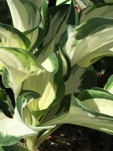 Image of Hosta 'Fire and Ice' [AGM] - Plantain lily variety