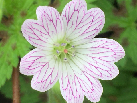 Image of Geranium x oxonianum 'Katherine Adele' - Cranesbill variety