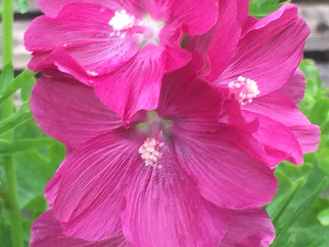 Image of Sidalcea 'William Smith' [AGM] - Prairie mallow variety