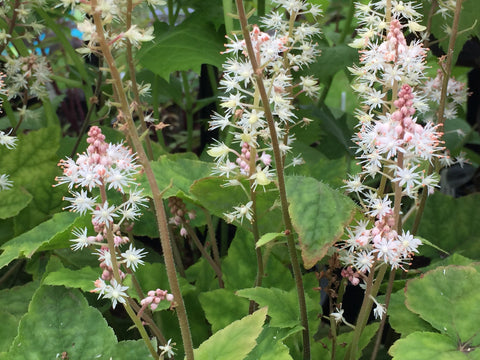 Image of Tiarella wherryi [AGM] - Wherry's foam flower