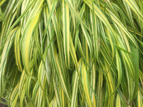 Image of Hakonechloa macra 'Aureola' [AGM] - Golden Hakone grass, Golden Japanese forest grass