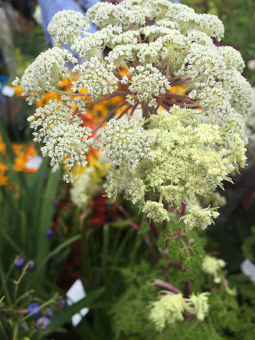 Ligusticopsis wallichianum [AGM]