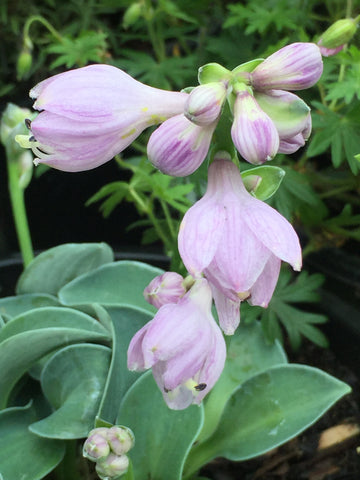 Image of Hosta 'Blue Mouse Ears' [AGM] - Plantain lily variety