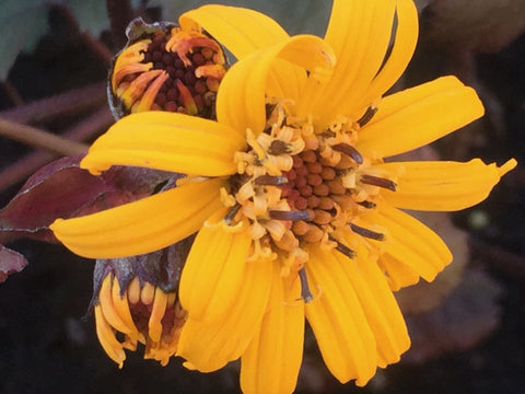 Image of Ligularia 'Britt Marie Crawford' [AGM] (PBR) - Leopard plant variety