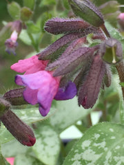 Image of Pulmonaria 'Majeste' - Lungwort variety