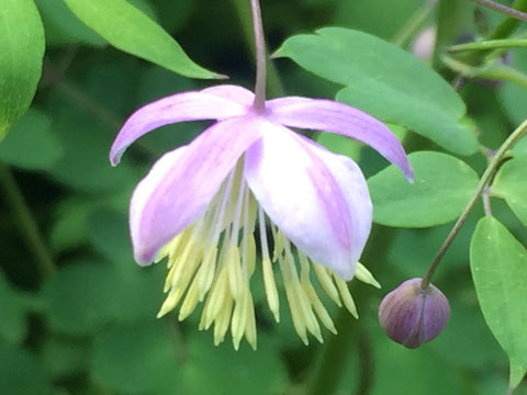 Image of Thalictrum delavayi [AGM] - Chinese meadow rue