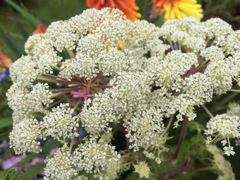 Image of Selinum wallichianum [AGM] - Milk parsley variety